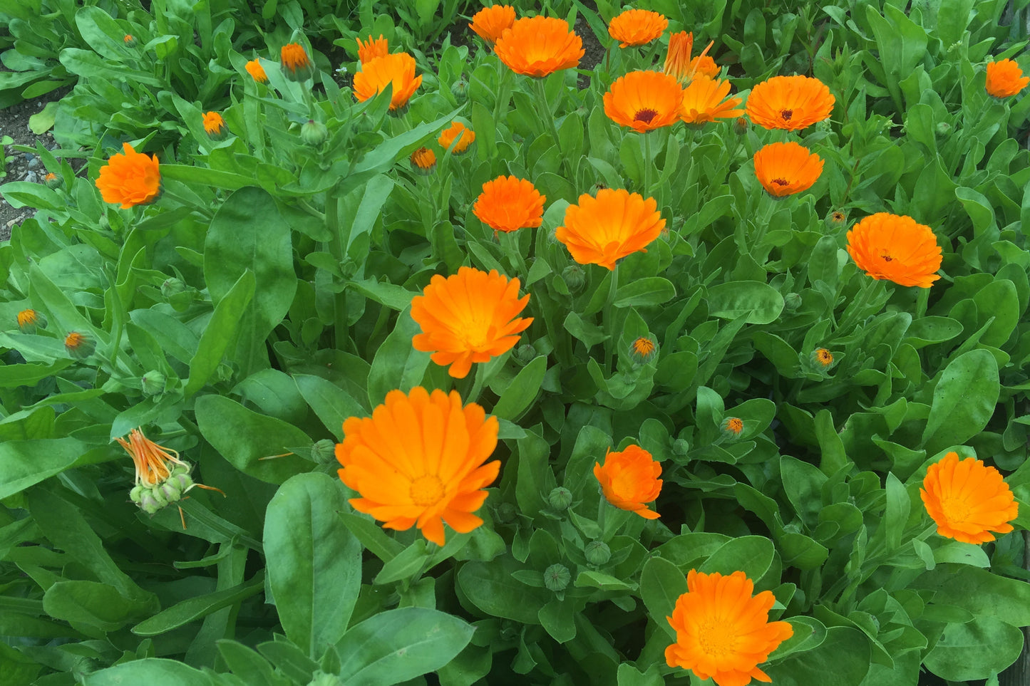 calendula, plants orange , green.