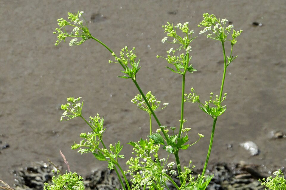 celery seed . plant green and white flowers