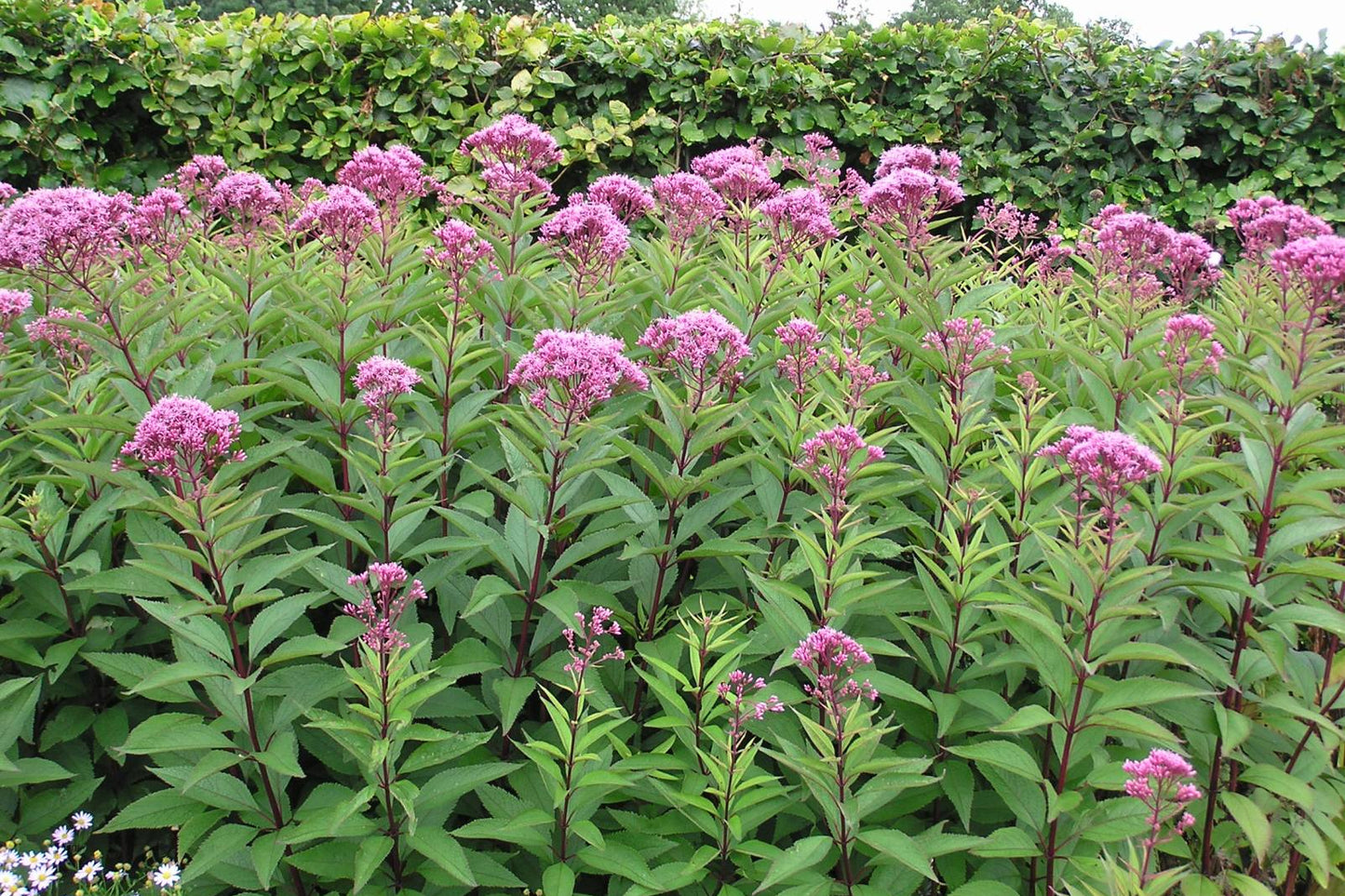 Group of pink flowers with green leaves against a hedge background