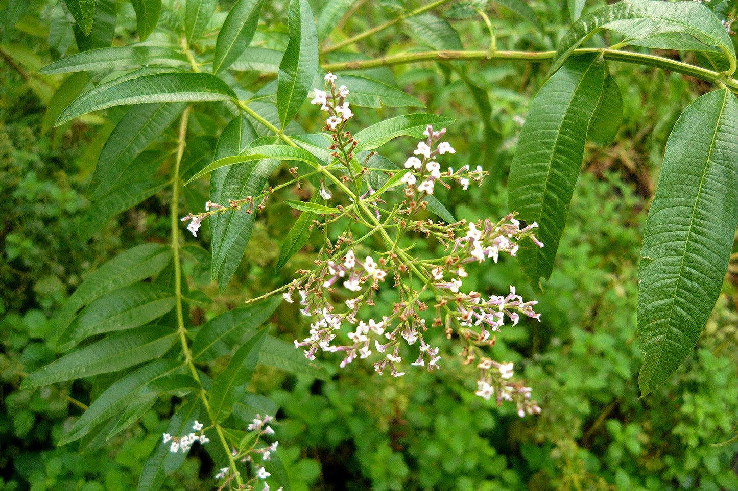 lemon verbana , white flowers