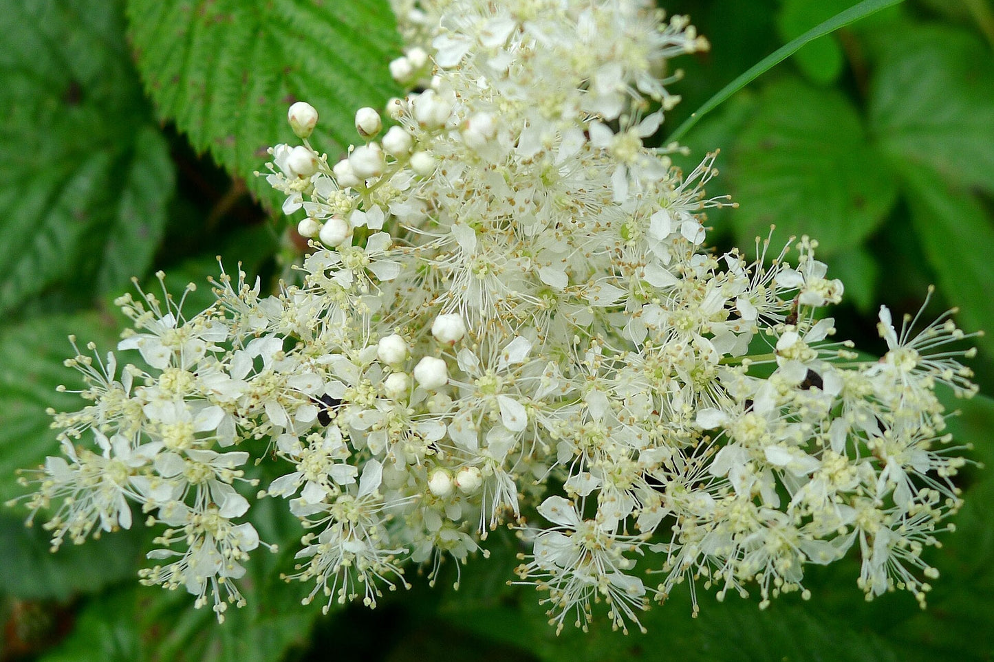 Meadowsweet flowers