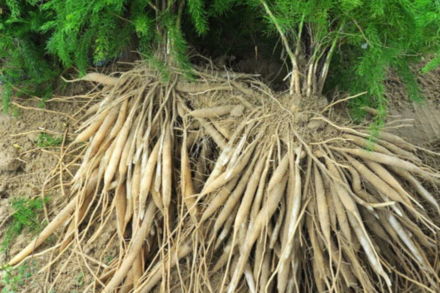 Shatavari Root Powder