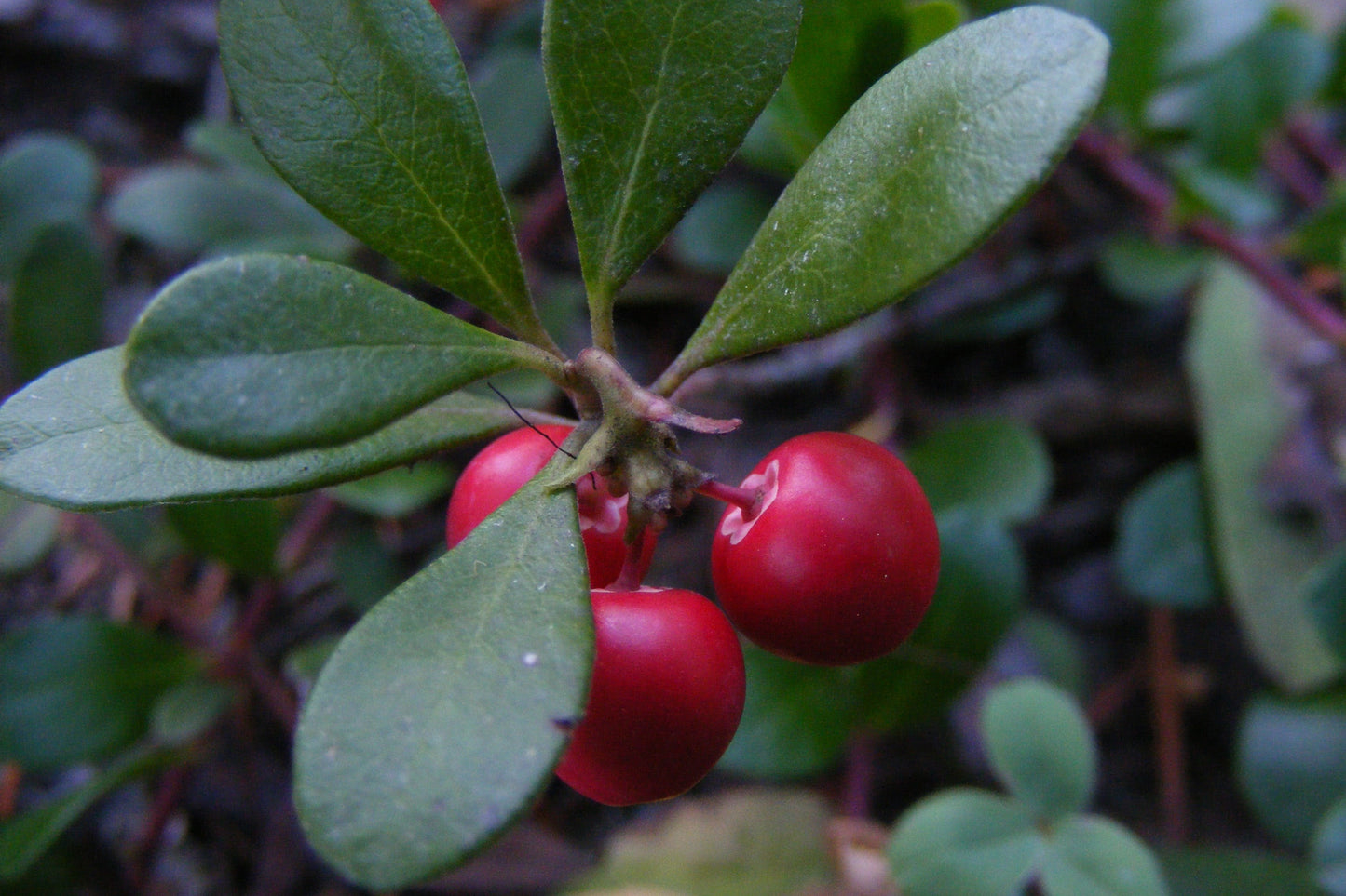 Bearberry herbs and leaf with stem and red berry green leaves