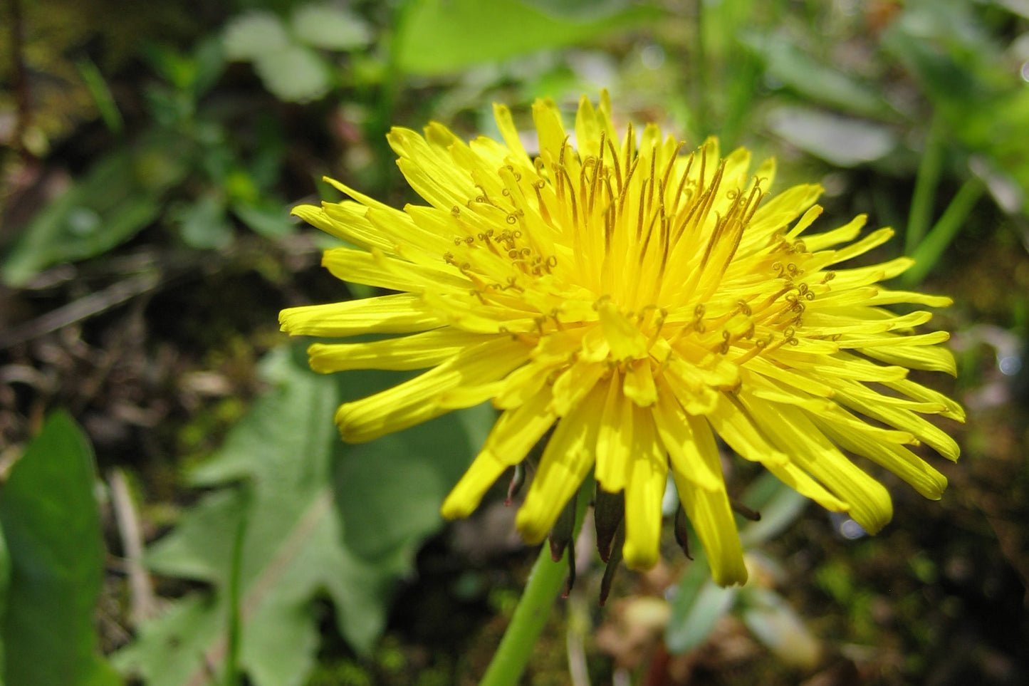 Yellow flower with green leaves on a natural background