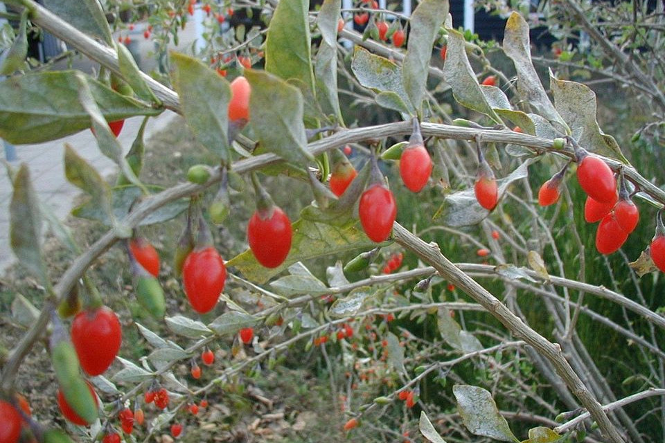 Lycium barbarum - Goji berries red berries and green leaf in the garden