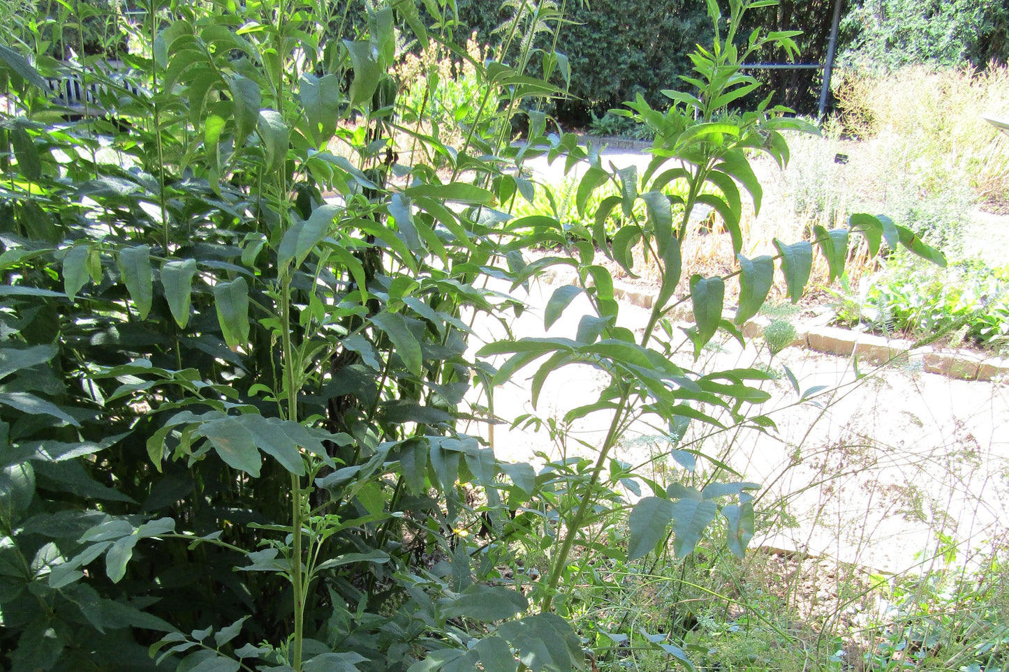 Glycyrrhiza glabra plant