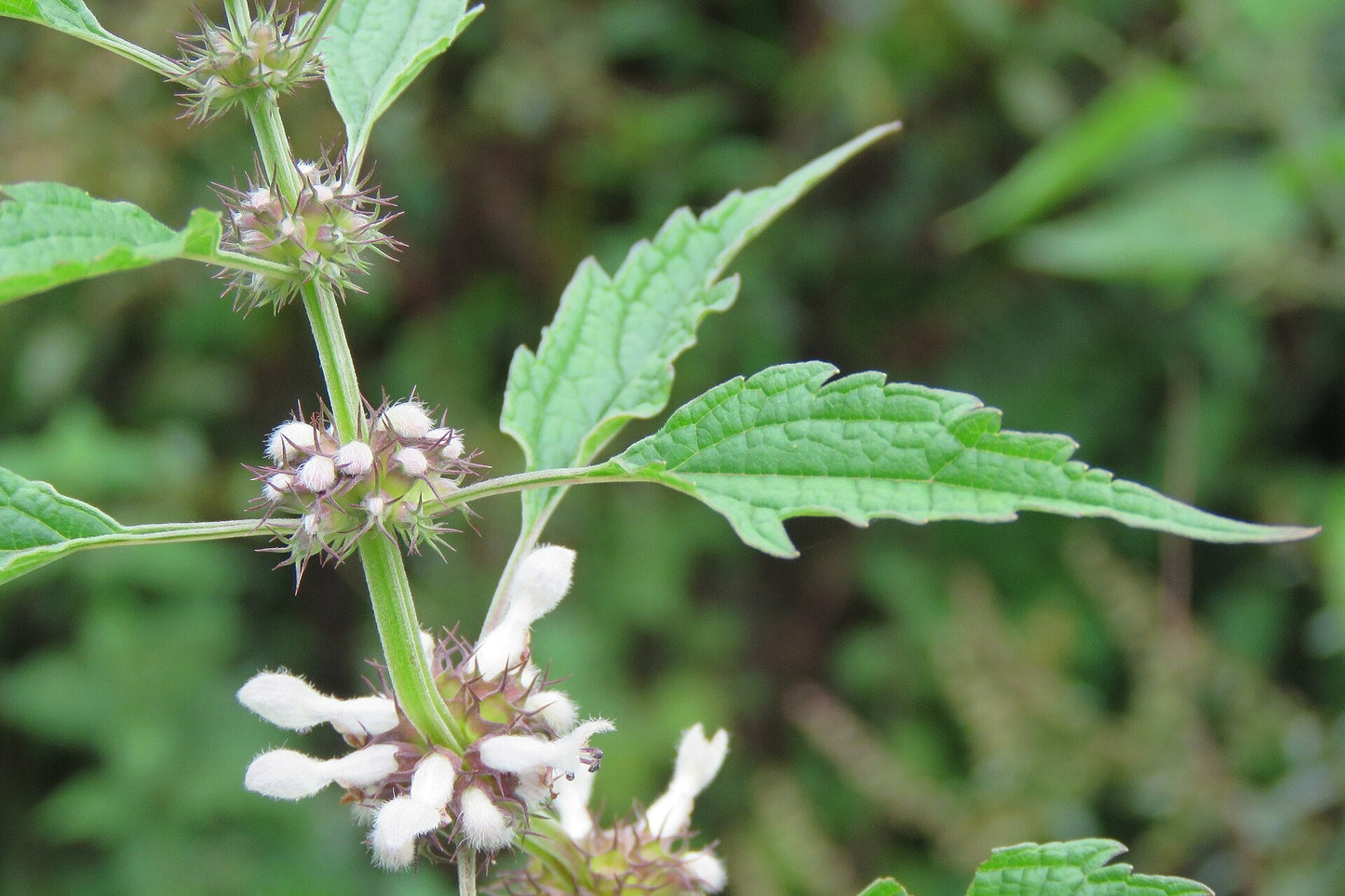 motherwort , herb buds