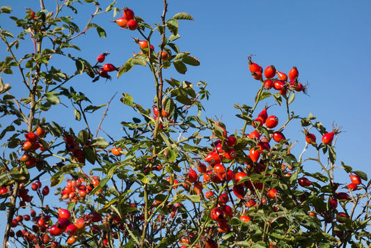 Tree branch with red berries against a clear blue sky