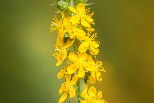 Yellow  Agrimony flowers on a green plant with a blurred background
