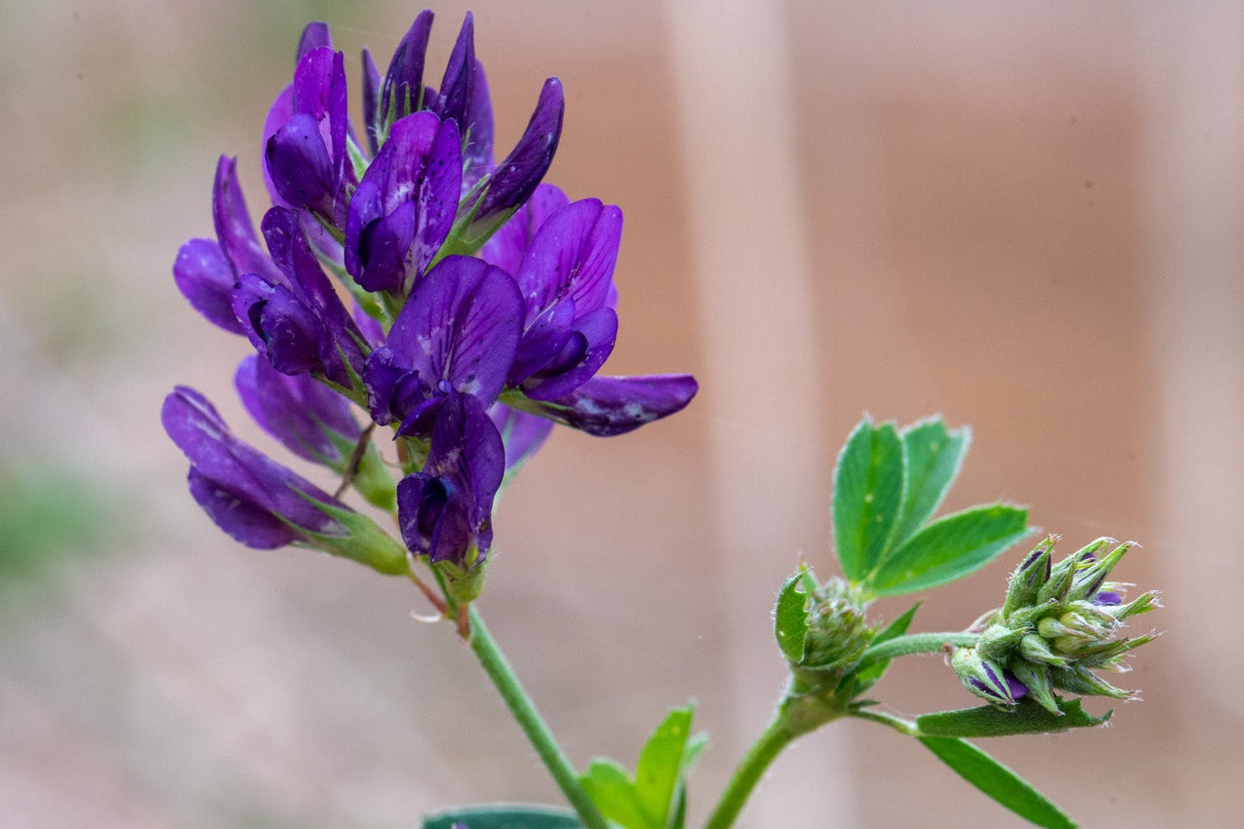 Close-up of Medicago sativa  a purple flower with green leaves on a blurred natural background