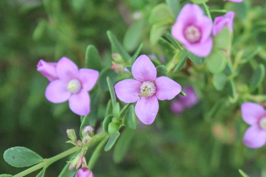 Close-up Aniseed, a purple flowers with green leaves on a blurred green background
