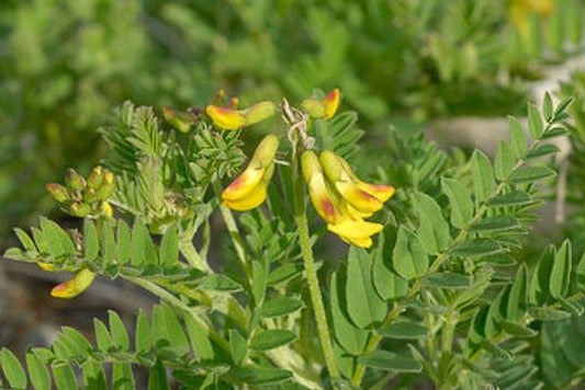Astragalus_, green leaves and yellow flowers