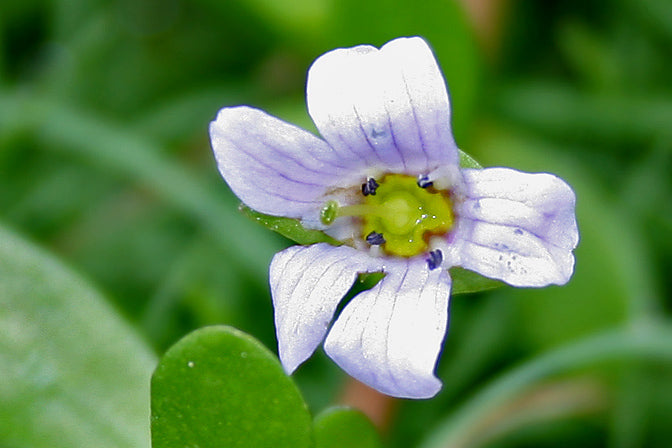 brahmi, bacopa - flower and green leaves
