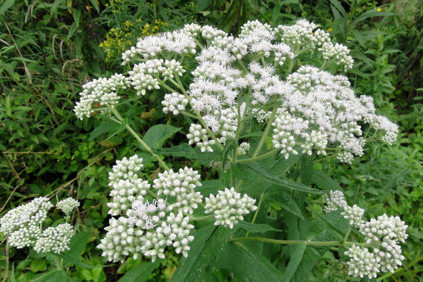 Eupatorium perfoliatum flower and leaf white and green
