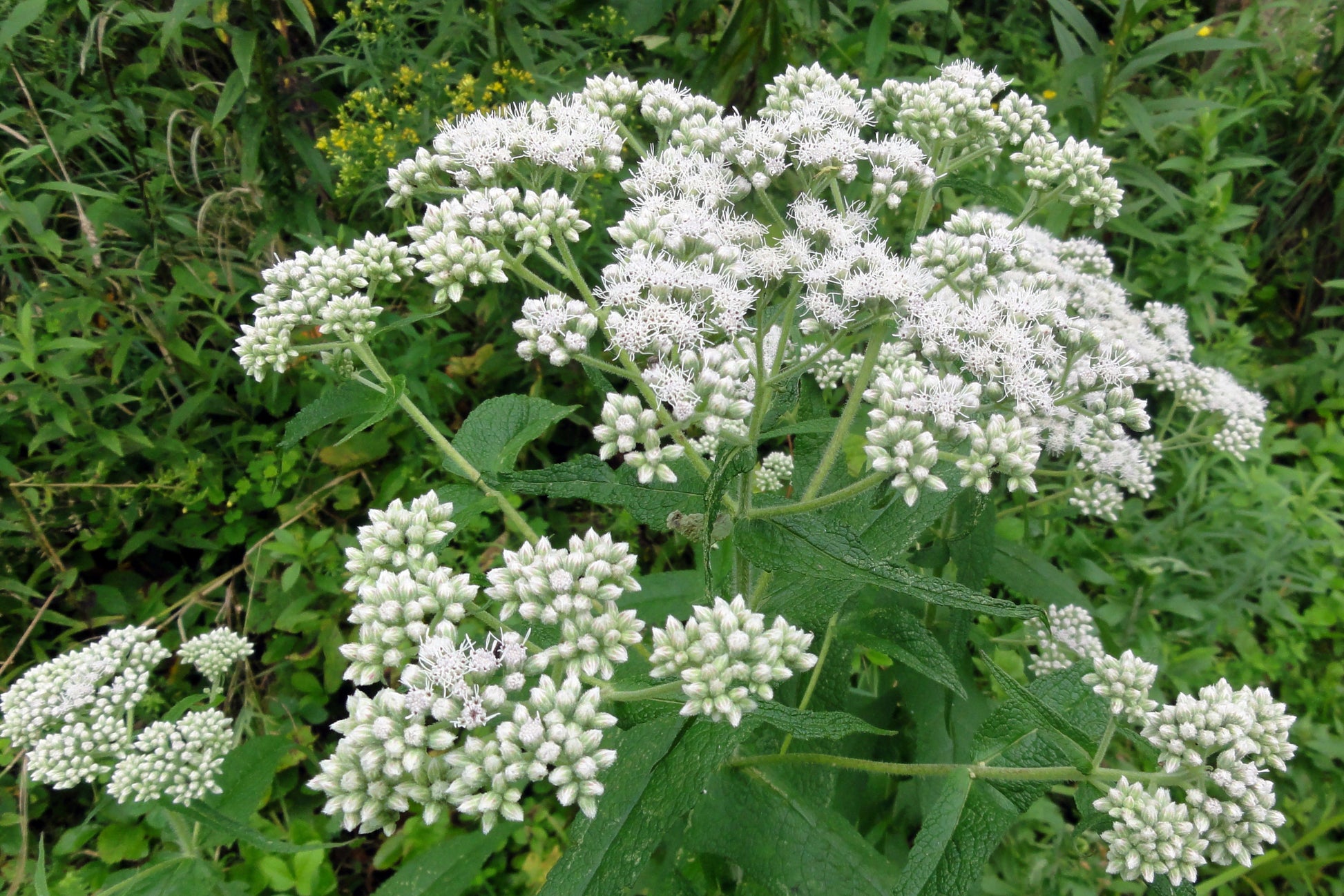 Eupatorium perfoliatum flower and leaf white and green