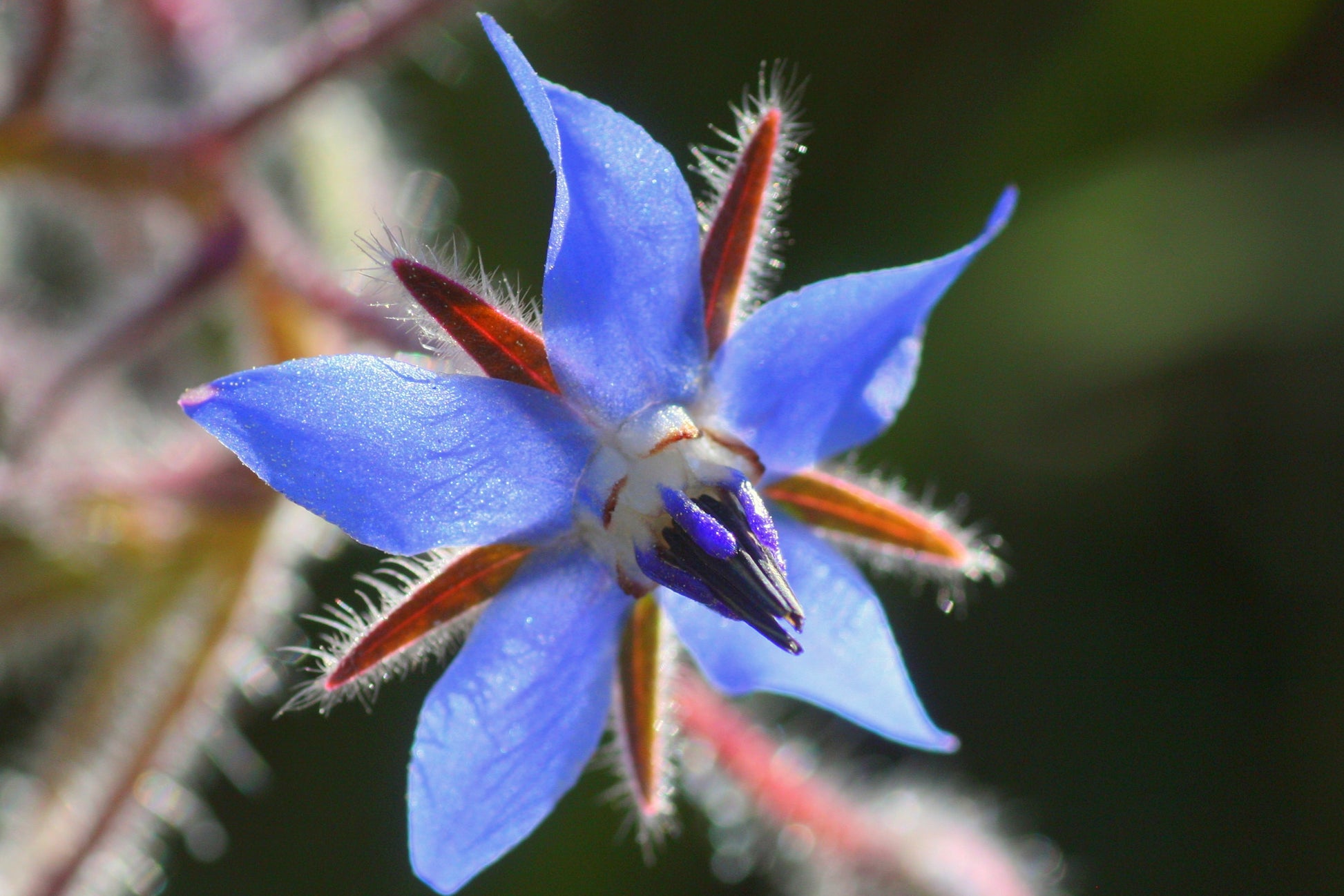 Borago officinalis  borage, blue flower and red stems