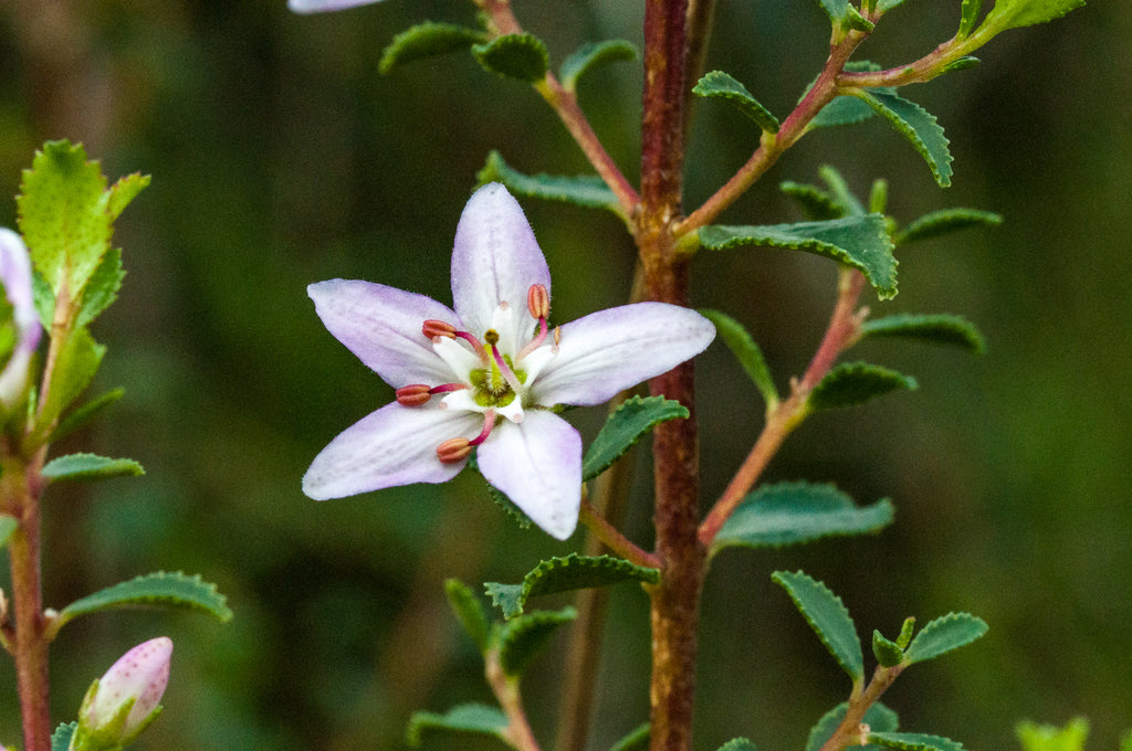 Agathosma betulina flower  purple , stem brown
