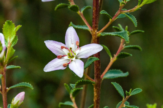 Agathosma betulina flower  purple , stem brown
