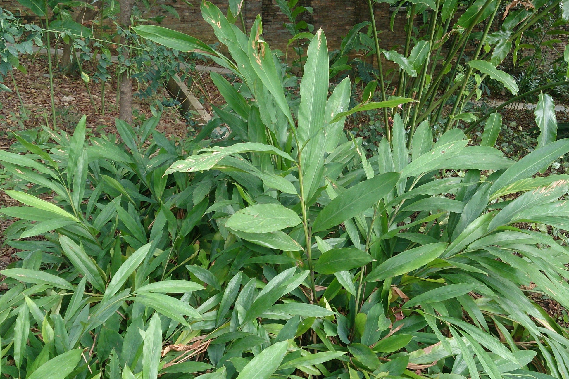 Elettaria cardamomum plant green