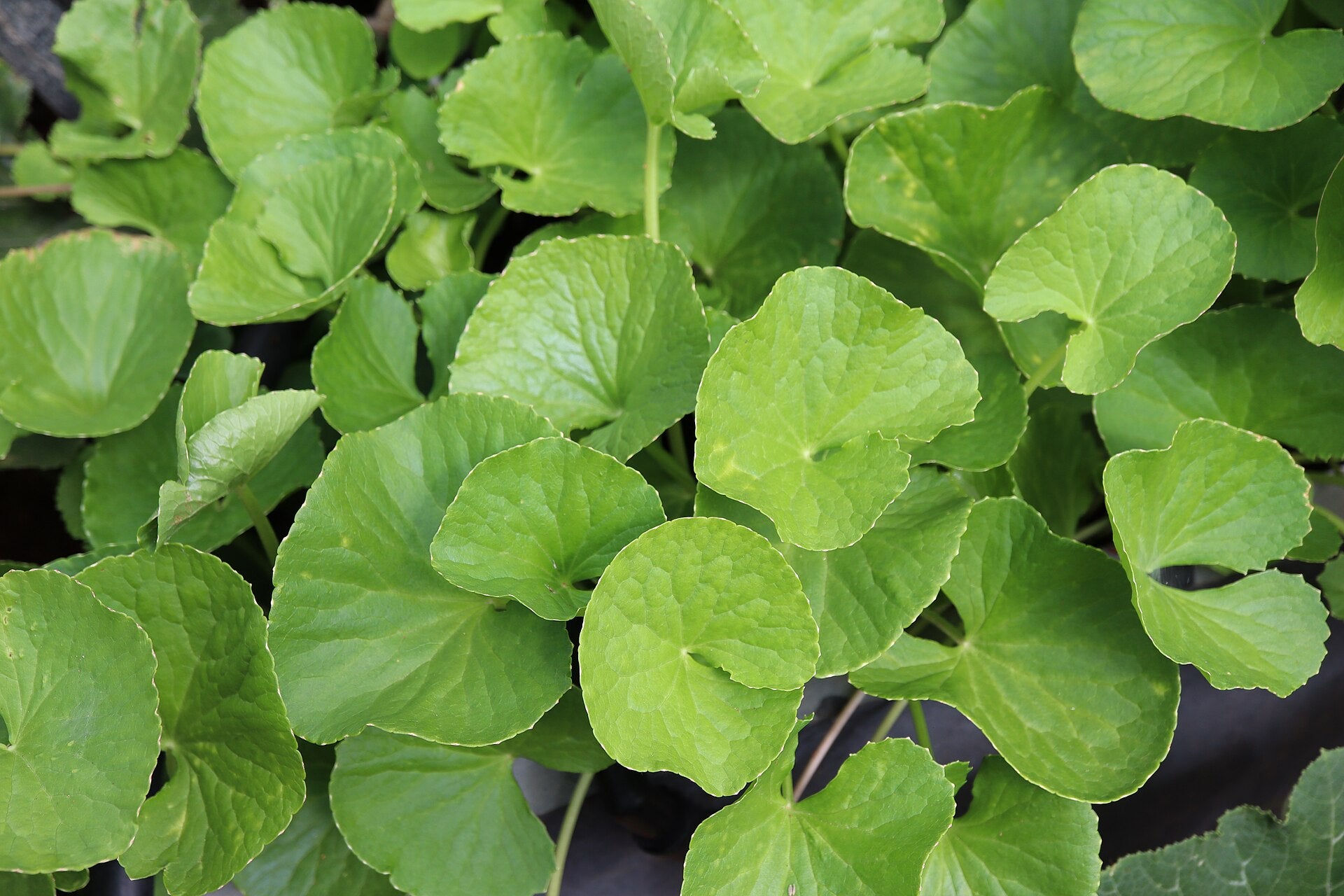 Close-up of green leafy plants with a blurred background