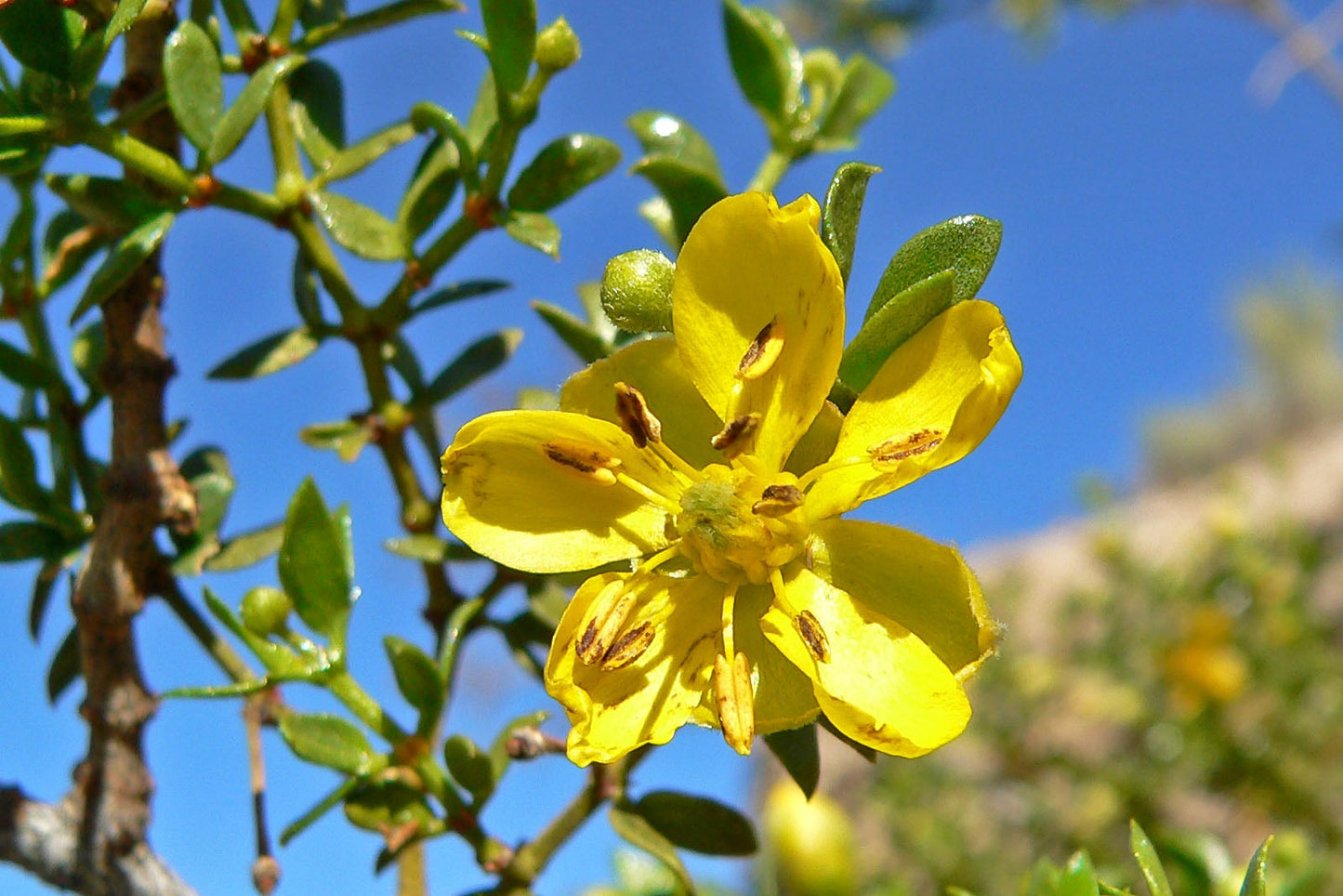 chaparal - Larrea tridentata  flower used for skin