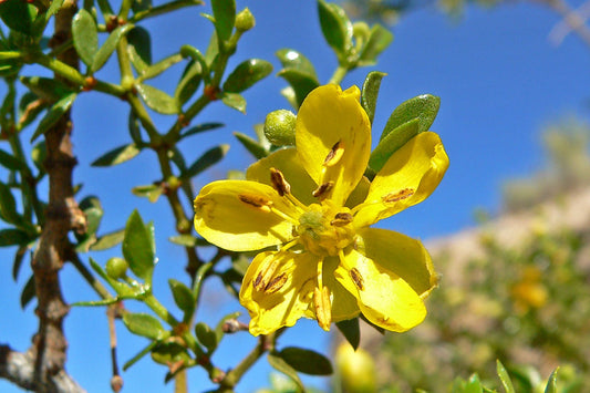 chaparal - Larrea tridentata  flower used for skin