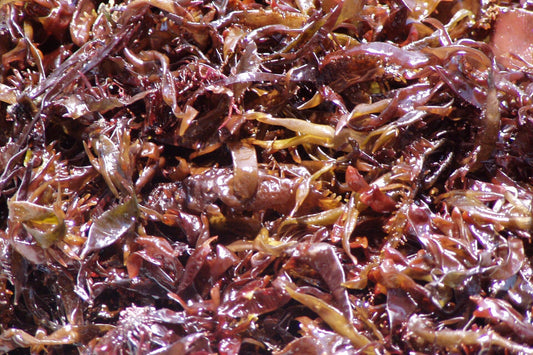 Close-up of red seaweed with a close-up view