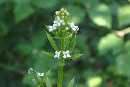 Small white flowers on a green plant with a blurred green background