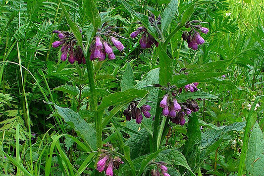 comfrey  plants, herb  for skin. 