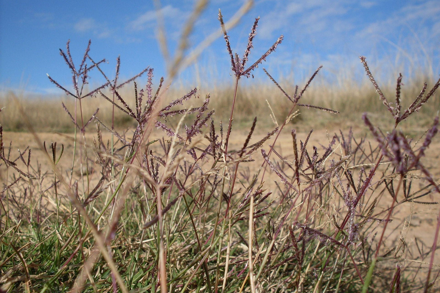 Grass with purple seed heads against a blue sky