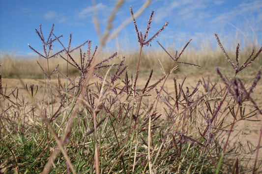 Grass with purple seed heads against a blue sky