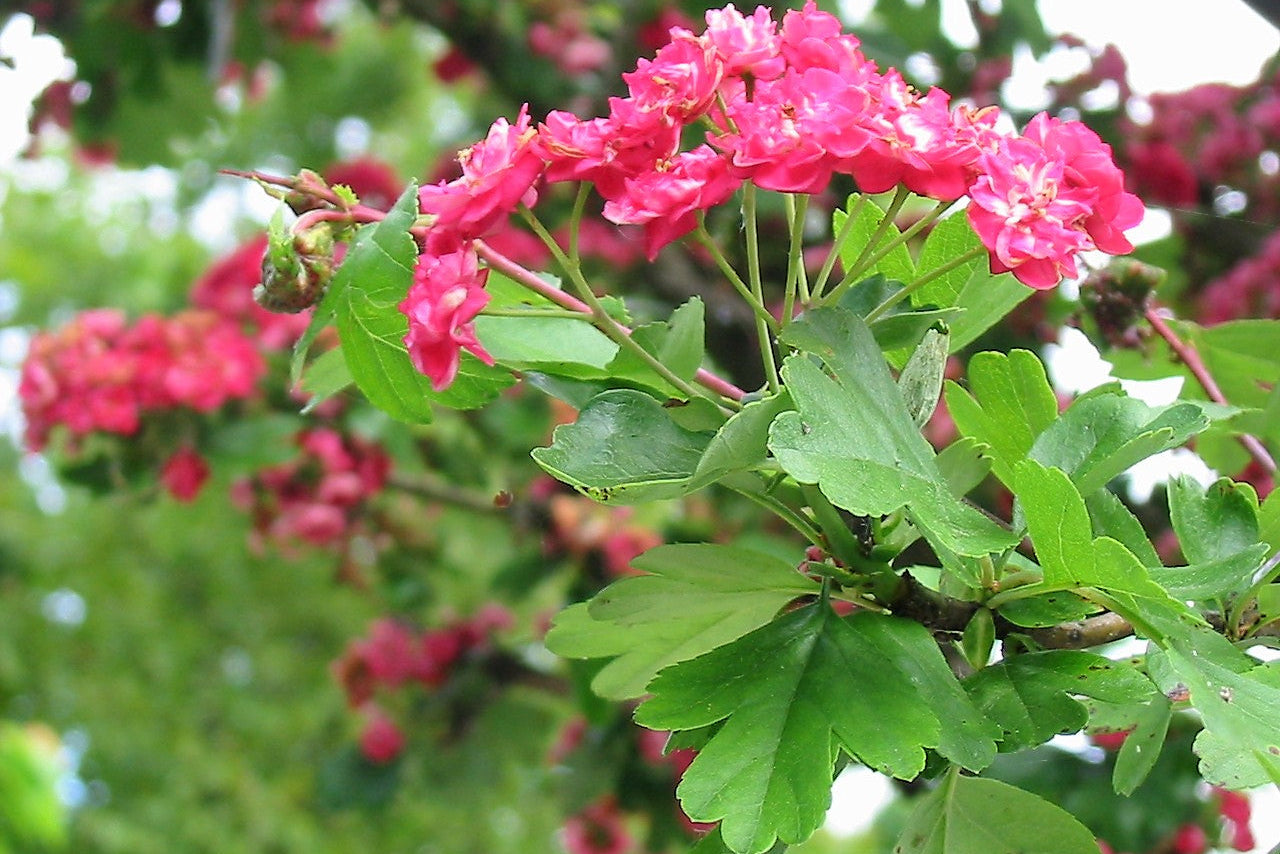 Crataegus laevigata leaves and pink flower 