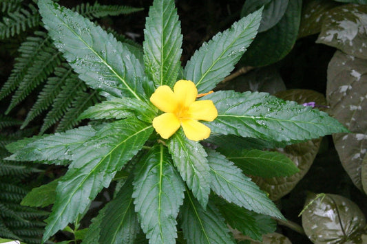 Yellow flower with green leaves surrounded by other plants