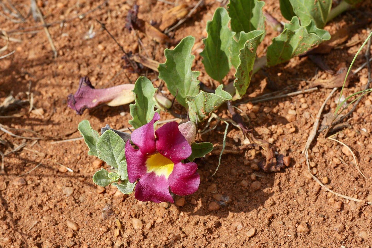 Purple flower with a yellow center on sandy soil