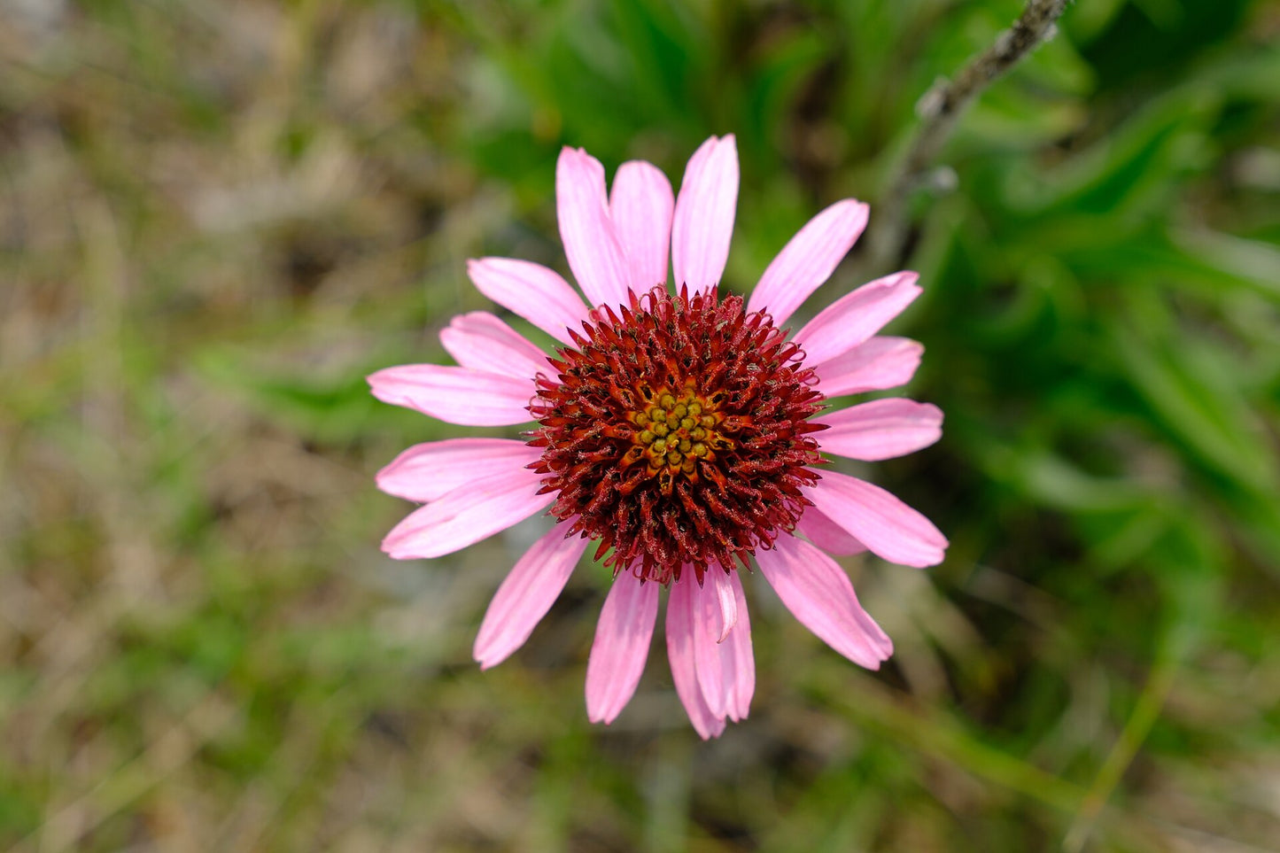 Echinacea Angustifolia pink flower with leaves 