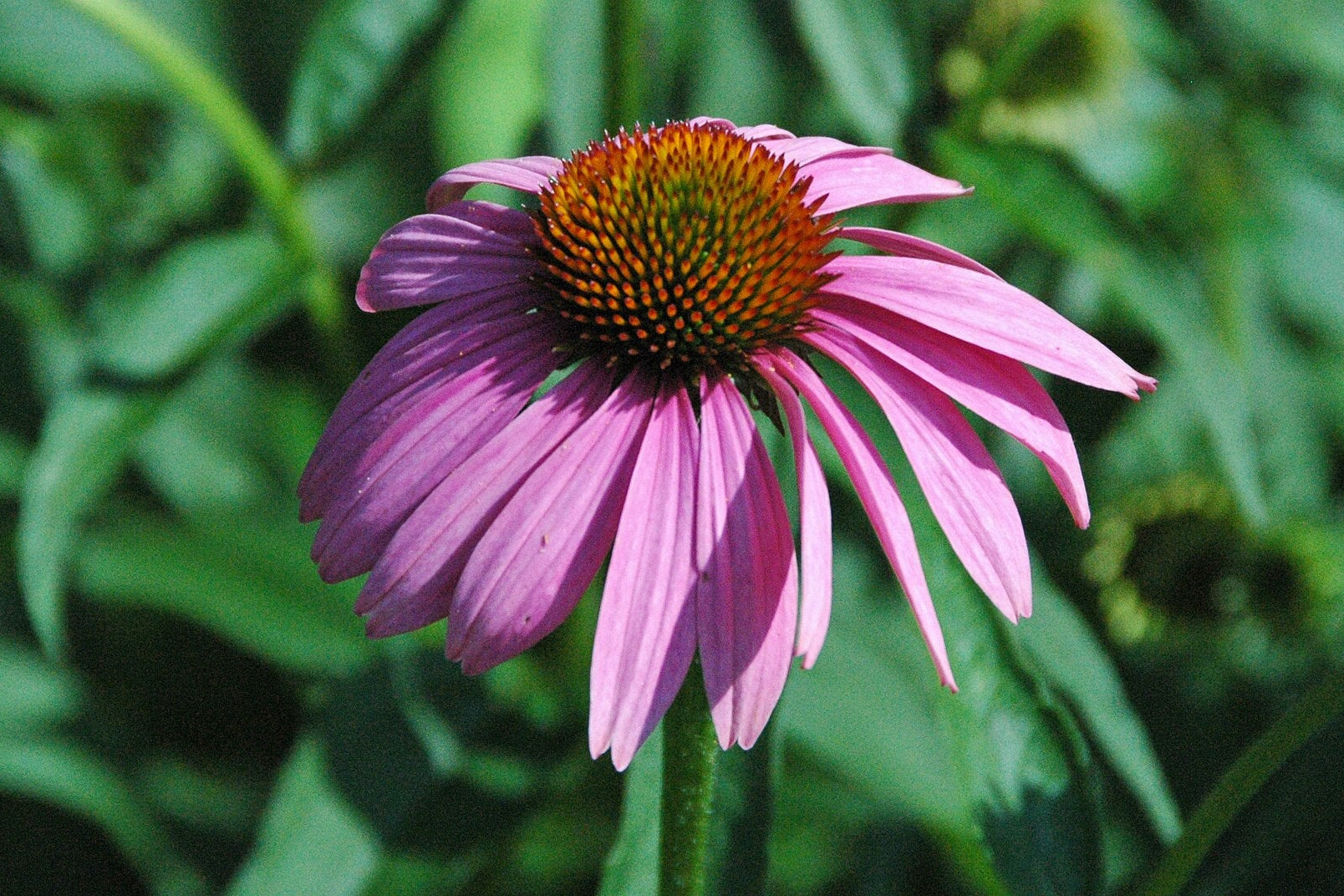 Echinacea Purpurea pink flower and deep green leaves 