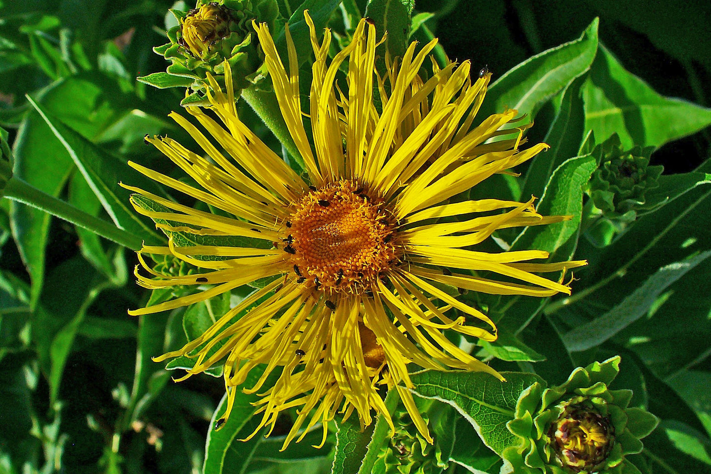 Elecampane flower yellow