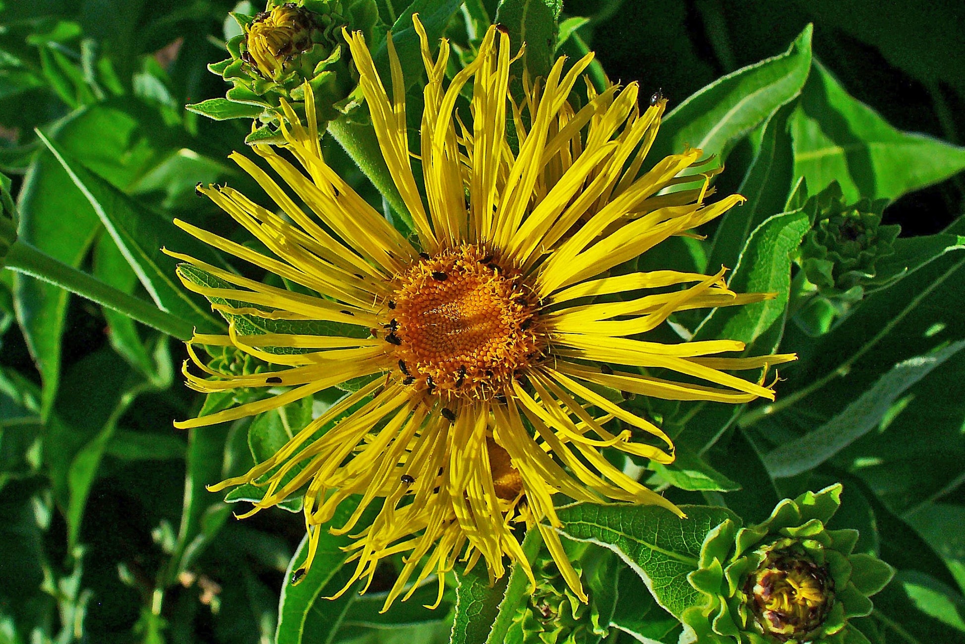 Elecampane flower yellow