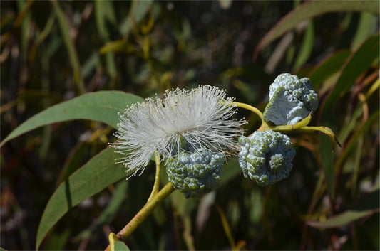 Flower and leaves of a eucalyptus tree
