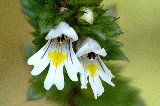 Euphrasia officinalis - eybright herbs and flowerong white and yello