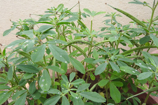 Green leafy plants with water droplets on a neutral background