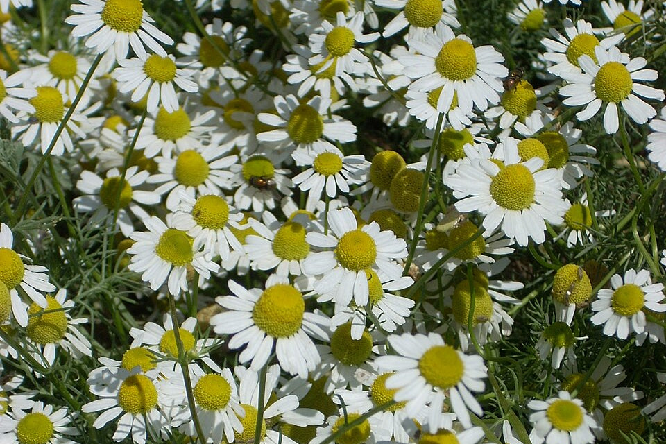 German Camomile , flowers , daisey green stems on a field. 