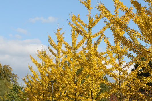 Ginkgo biloba - yellow leaves 