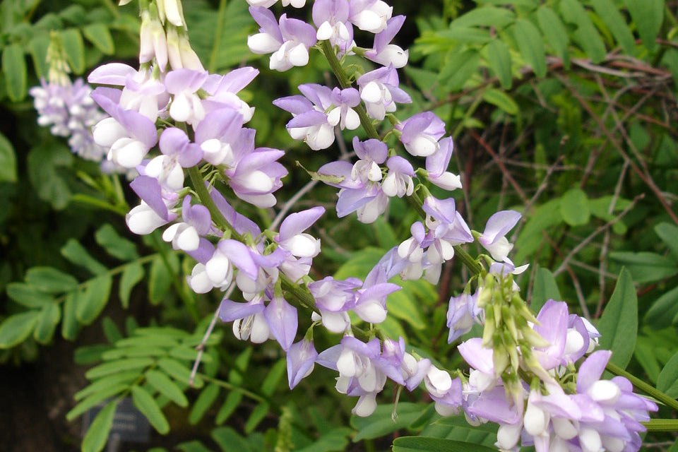 Group of purple and white flowers with green leaves in the background