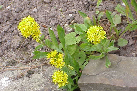 golden rod herb - Solidago virgaurea  fyellow flower.