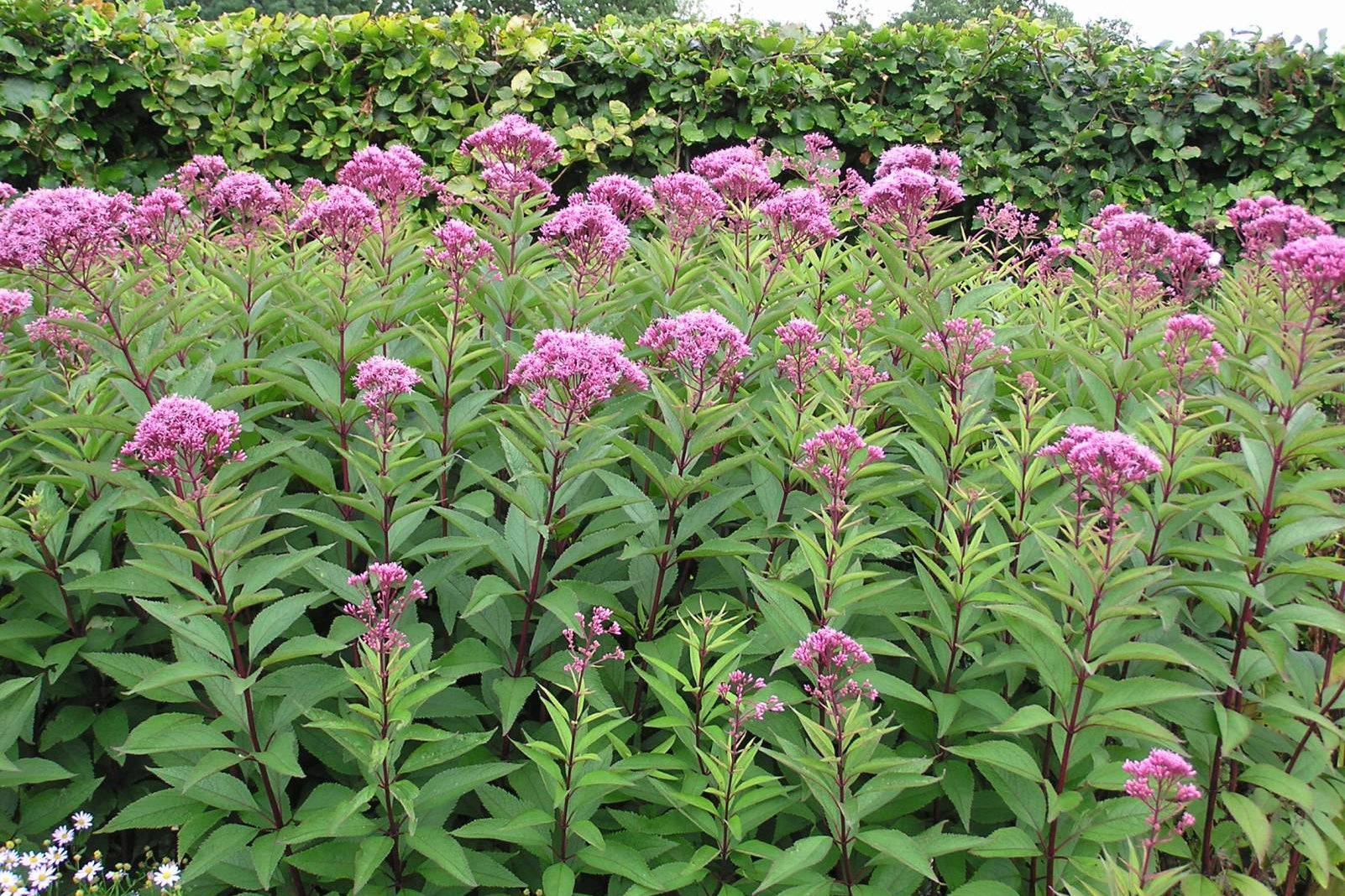 Group of pink flowers with green leaves against a hedge background