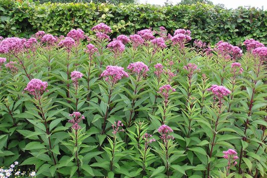 Group of pink flowers with green leaves against a hedge background