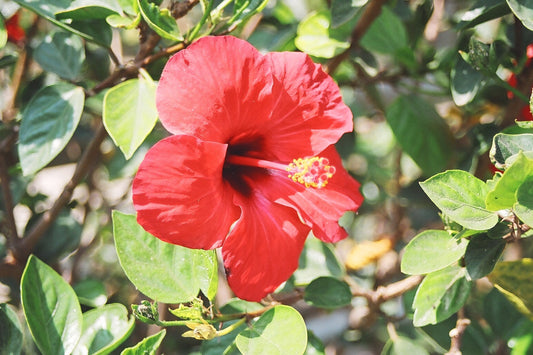 Red flower with green leaves in the background