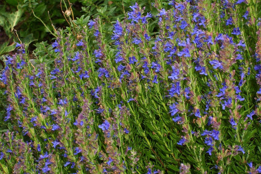 Bouquet of purple flowers with green leaves