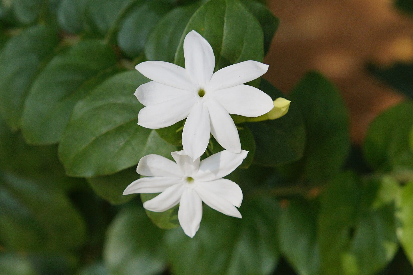 white jasmine flowers 
